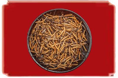 甘孜烟酒回收散虫草.jpg